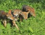 Photo: USFWS