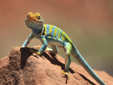 Lizard on a rock
