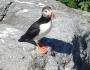 Machias Seal Island Puffin