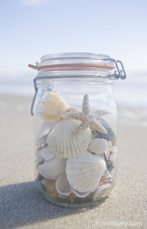 shell_collection_photolibrarycom_300x467