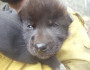 Wolf pup