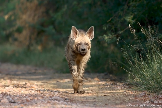 Ajay Parmar's photo of a striped hyena in India's Velavadar National Park won the 2012 People's Choice Award.