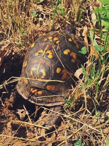8 Tips to Protect Baby Turtles in Your Yard - The National Wildlife  Federation Blog