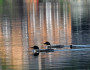 Tar sands transport threatens common loons here in New England, and tar sands extraction is decimating their nesting habitat in Alberta, Canada. Photo credit: Flickr user Ian Matchett.