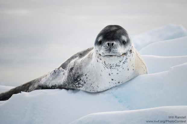 Will Randall spotted this leopard seal hanging out on an iceberg near the Antarctic Peninsula.