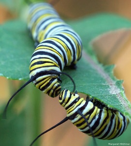 Monarch Caterpillars by Margaret Hitchiner