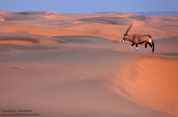 In the middle of Namibian desert Panagiotis Laskarakis photographed an oryx while it struggled with the sand in order to drink water from the Kunene River.