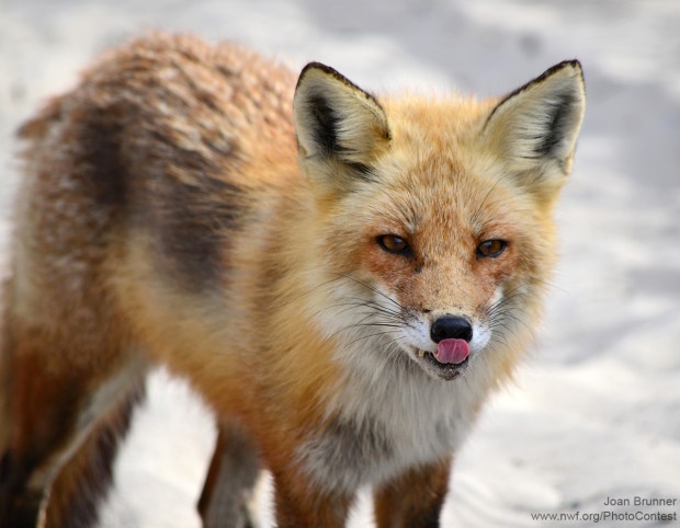 Joan Brunner found this red fox in New Jersey's Island Beach State Park.