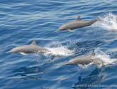 Spinner dolphins