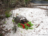 The Preserve was the first approved “Waif Tortoise Recipient Site” in the state and in December 2011 we adopted 4 female gopher tortoises. Photo from City of Oakland Park.