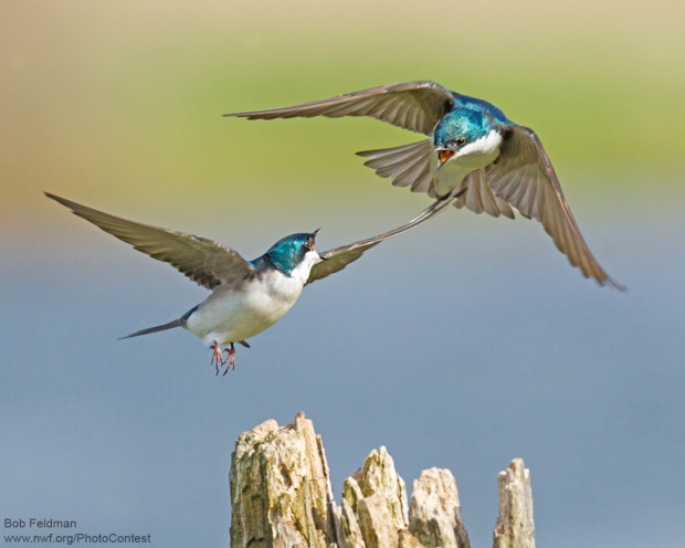Bob Feldman captured this aerial battle between two tree swallows in some wetlands near his home.