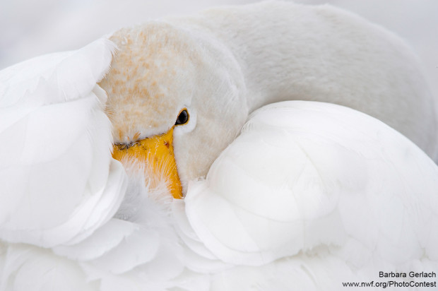 This wild Whooper Swan was curled up in the snow along with many others in northern Japan. Photograph by Barbara Gerlach.
