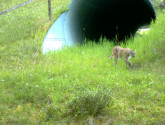 mountain lion crossing