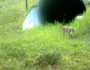 mountain lion crossing