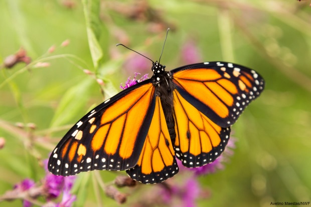Monarch spreading its wings, preparing to fly. Photo by Avelino Maestas.