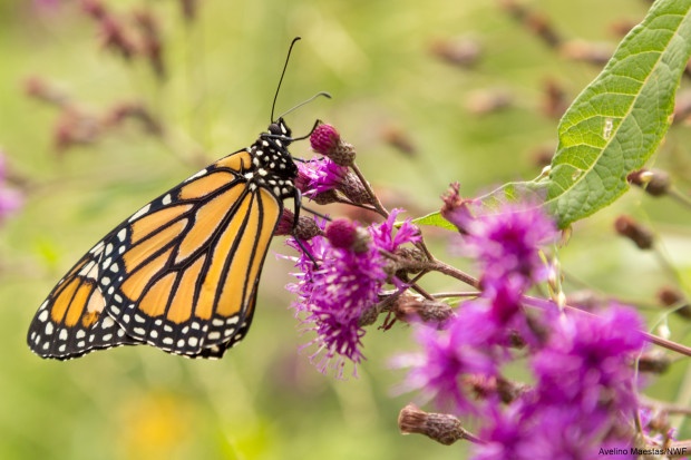 Monarch being released after emerging. Photo by Avelino Maestas.