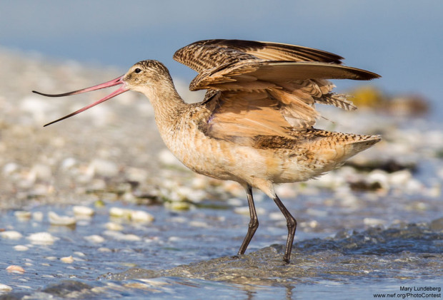 Marbled Godwit by Mary Lundeberg.