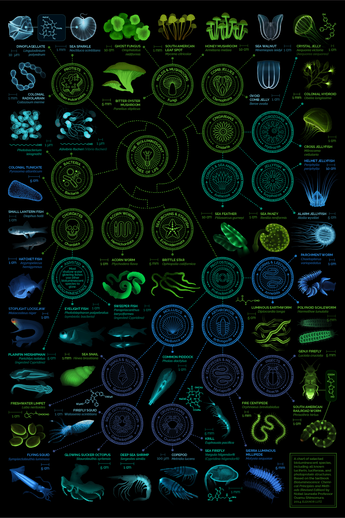 Marine and Terrestrial Bioluminescence in Nature