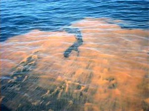 The red tide currently off the coast of Florida has already thousands of marine life. NOAA photo