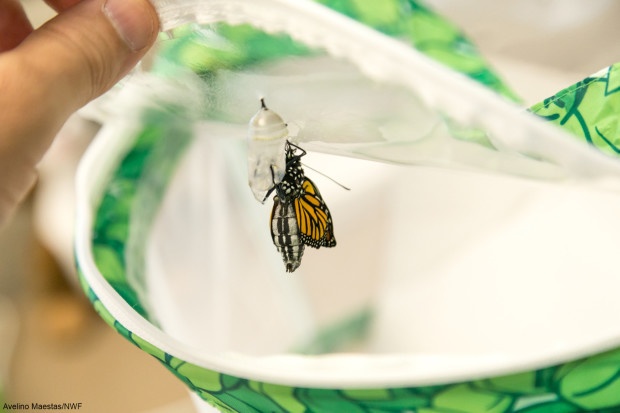 Monarch emerged from the chrysalis by Avelino Maestas.