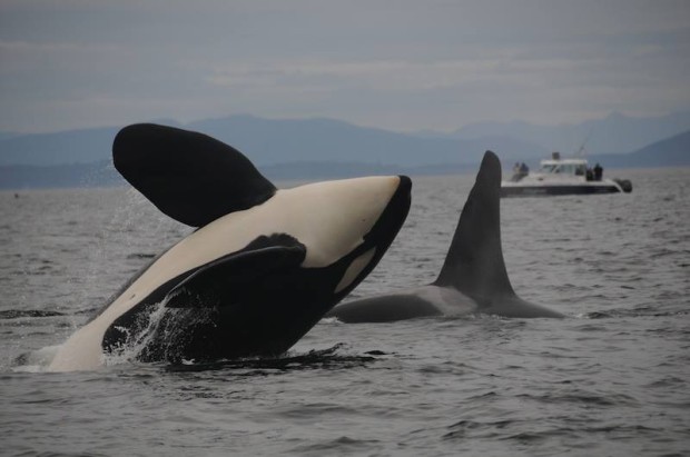 Orca photo by Candice Emmons/NWFSC/NOAA