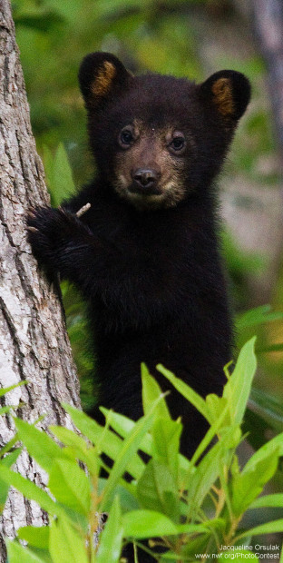 Black bear by Jacqueline Orsulak at the Alligator River Wildlife Refuge in North Carolina.