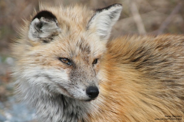 Fox by Stacey Steinberg at the Bombay Hook National Wildlife Refuge in Delaware.