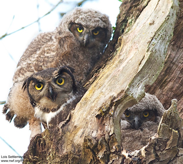 Owls by Lois Settlemeyer at the Ridgefield National Wildlife Refuge in Washington.