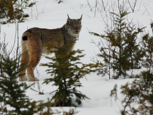 Canada Lynx (photo credit: Flickr user Jeremiah John McBride