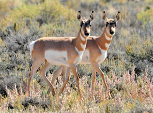 Pronghorn are threatened by both climate change and oil and gas development (photo credit: USFWS)