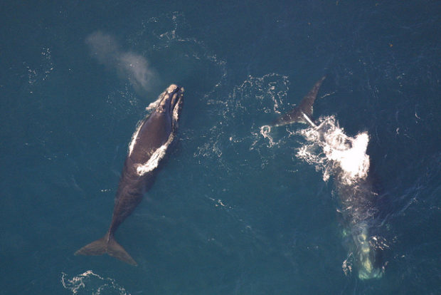 The Block Island Wind Farm demonstrates how developers can ensure North Atlantic right whales are protected every step of the way. Photo by NOAA