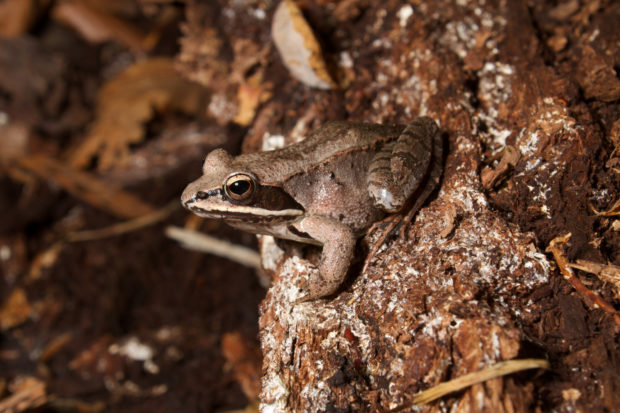 Wood frog by Brian Gratwicke on Flickr.