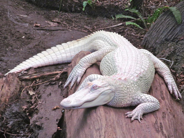 Albino Alligator_WikimediaCommons_Sherrif2966
