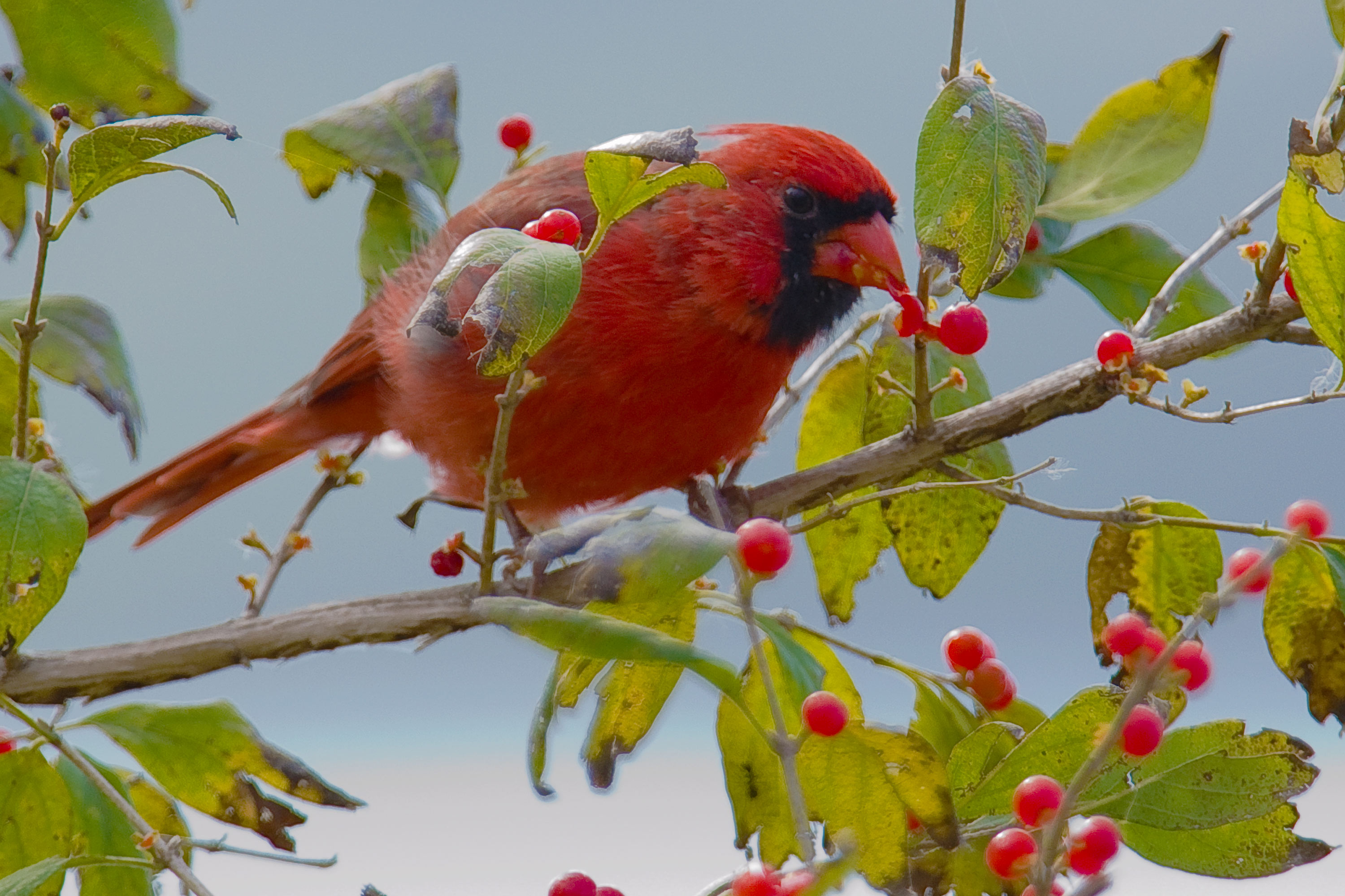 Resultado de imagem para bird eating in tree