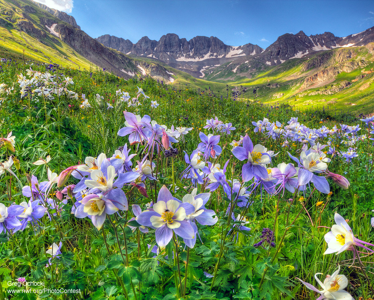 Beautiful Wildflower