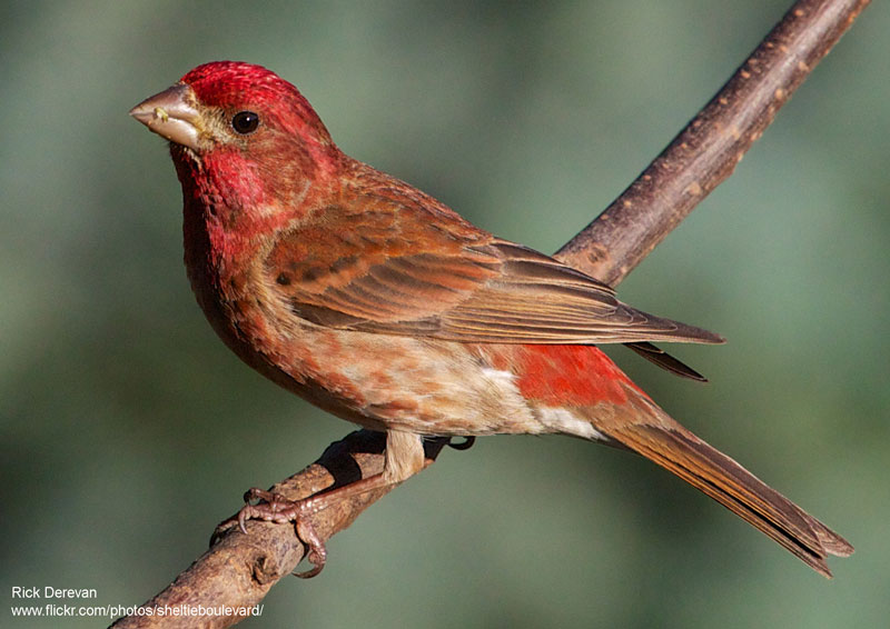 Red Birds: Pictures of 12 Red Birds From Around the World