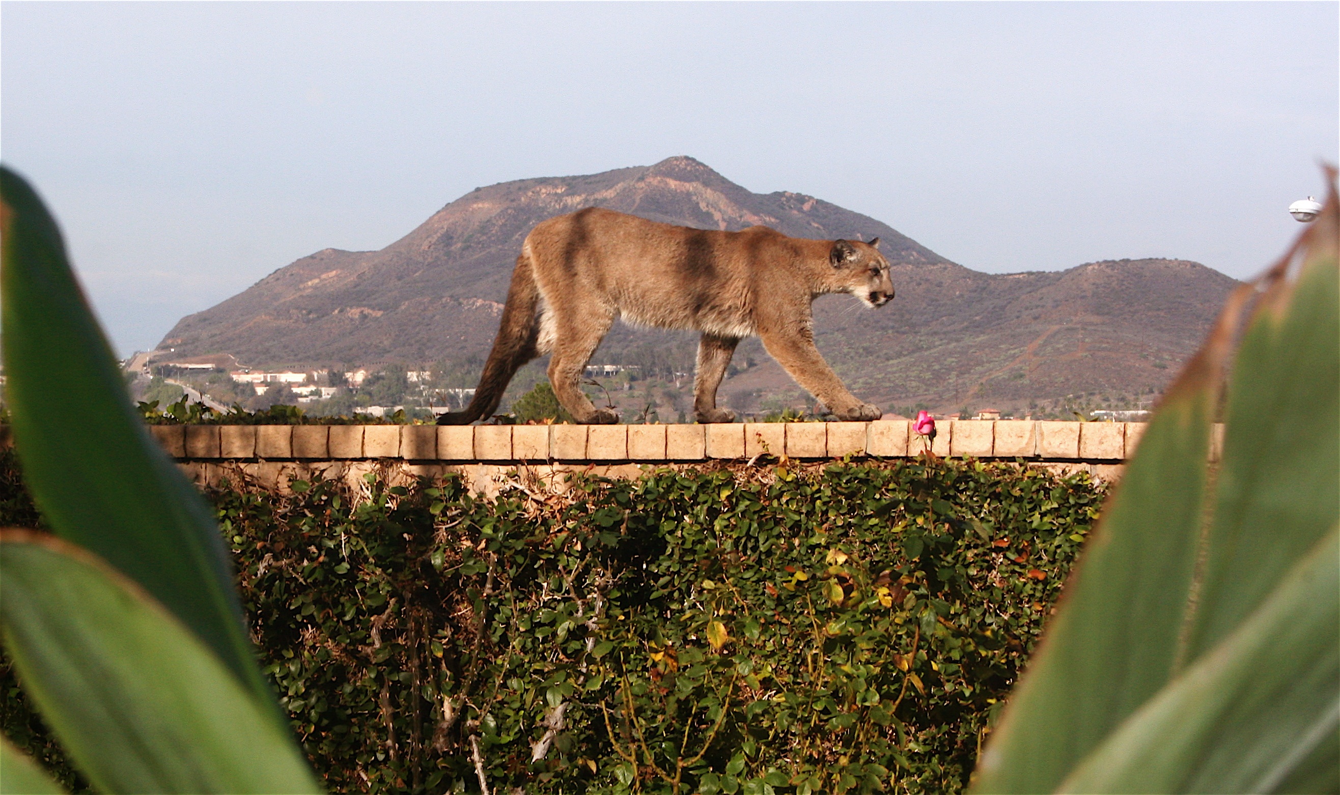 A Cougar For Christmas Mountain Lion Strolls Through A California