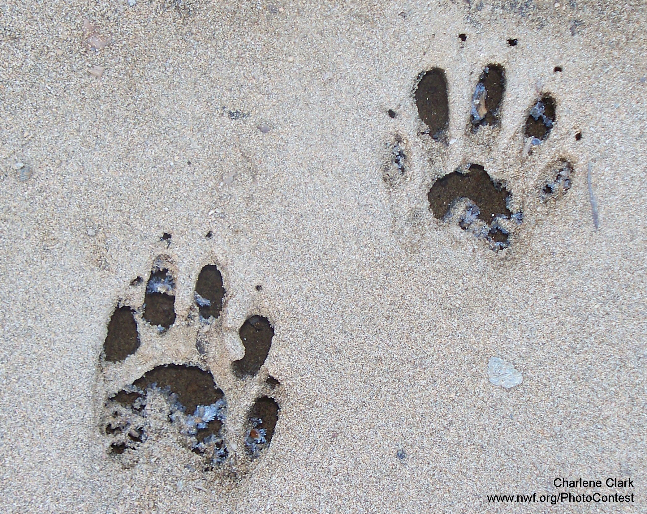 Who Goes There? Identifying Animal Tracks In Your Backyard : The 