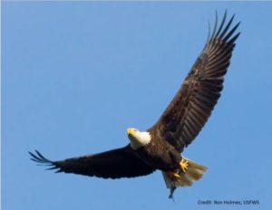 Mercury poisoning is a huge threat to bald eagles. (photo credit: USFWS)
