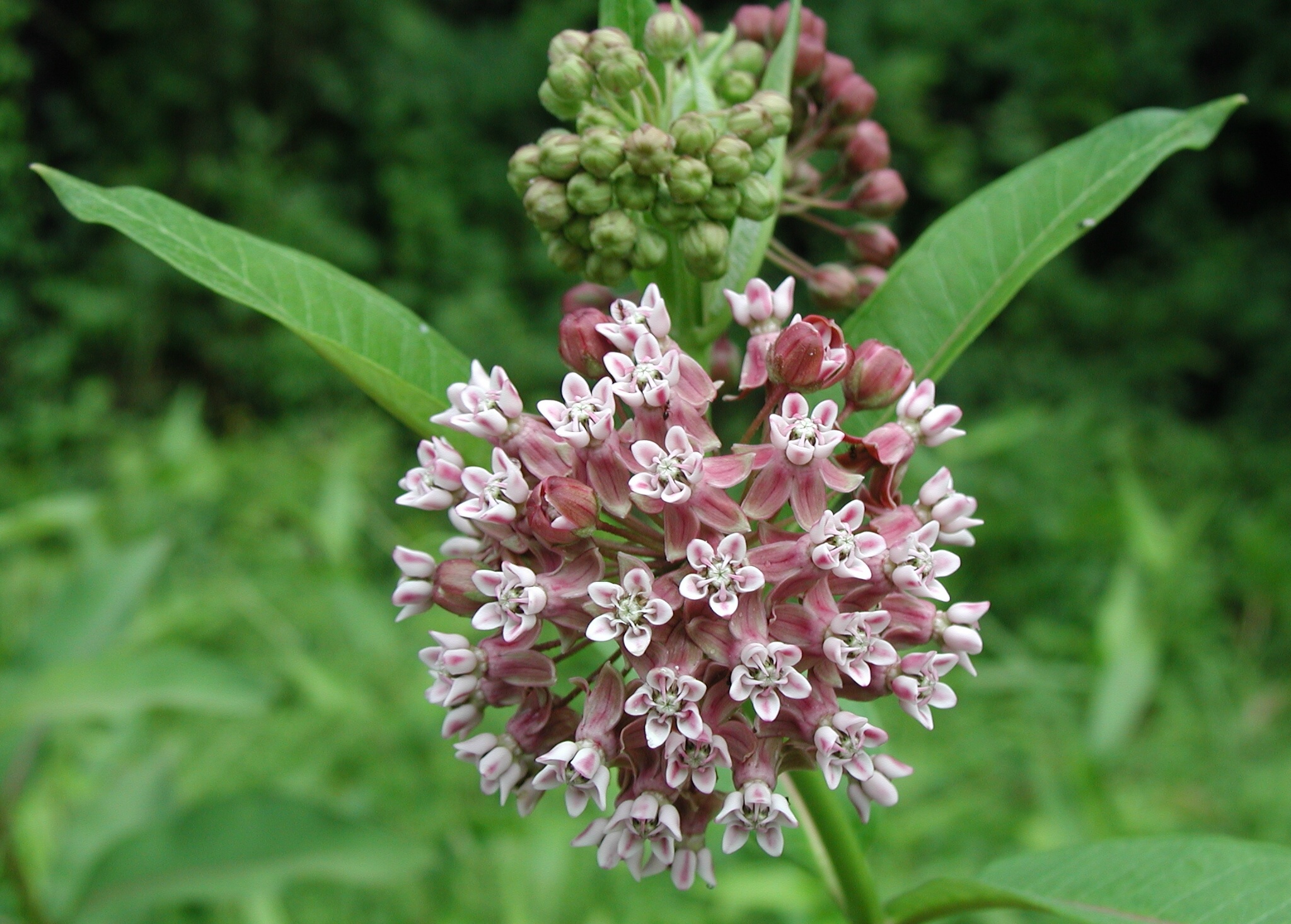 Twelve Native Milkweeds For Monarchs The National Wildlife Federation 