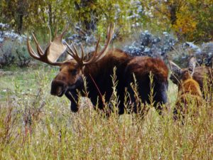 Big game species like moose are impacted by warming temperatures (photo: Nelma Oman)