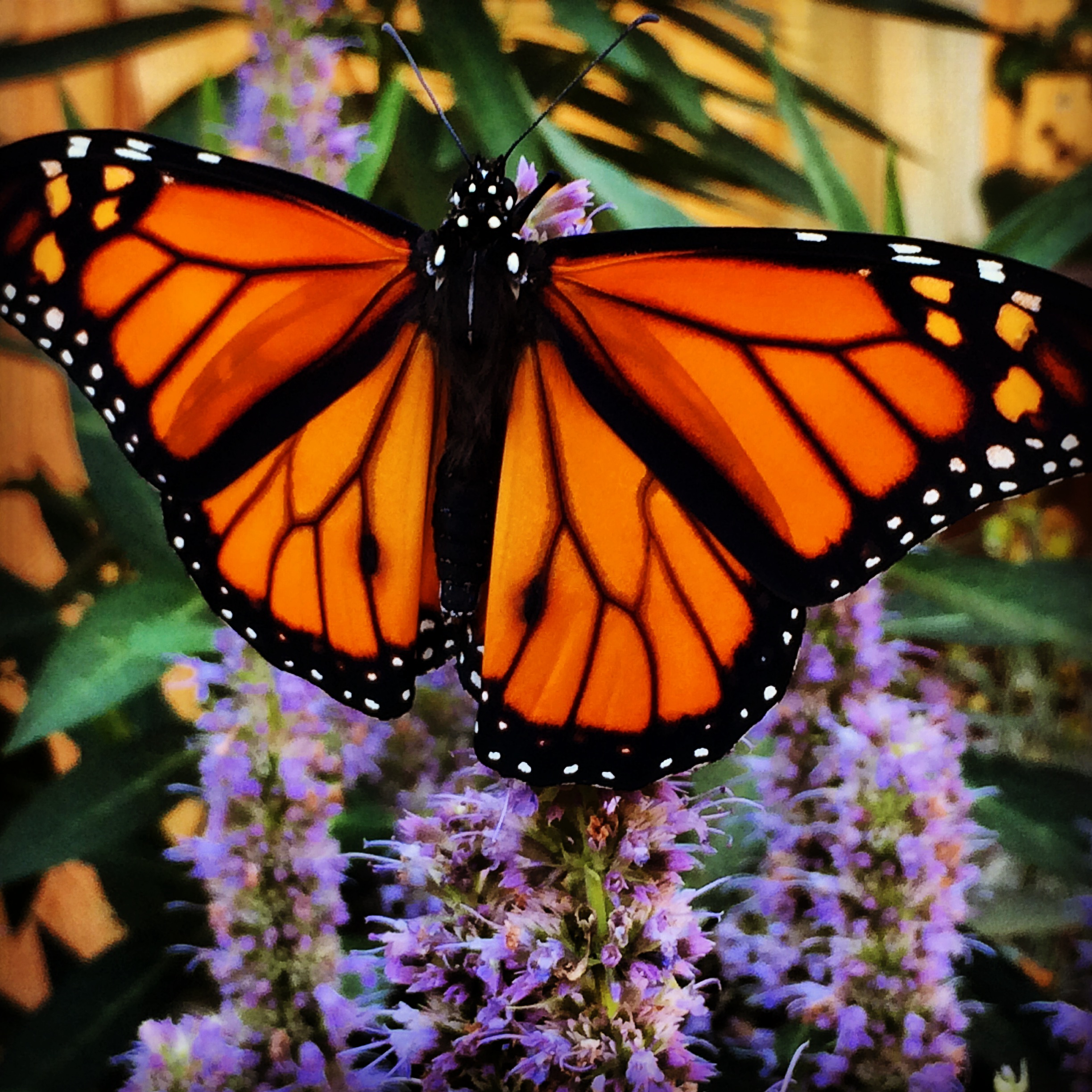 Monarch butterflies are in trouble; Here's how you can help