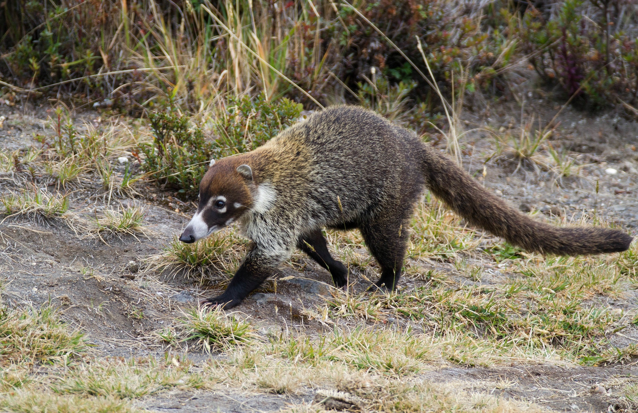 4 Animals You Didn t Know Are Native To The US The National Wildlife 