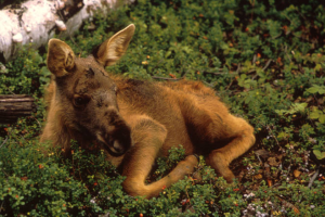 Wildlife like this moose calf will benefit from a strong Clean Power Plan. Photo by USFWS