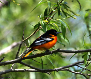 Baltimore Oriole photographed by National Wildlife Photo Contest entrant Janice Sommerville