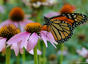 Monarch butterfly by Karen Mayford