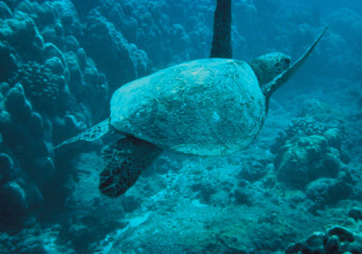 Sea turtles benefit from responsibly developed clean energy sources like offshore wind (photo: USFWS)