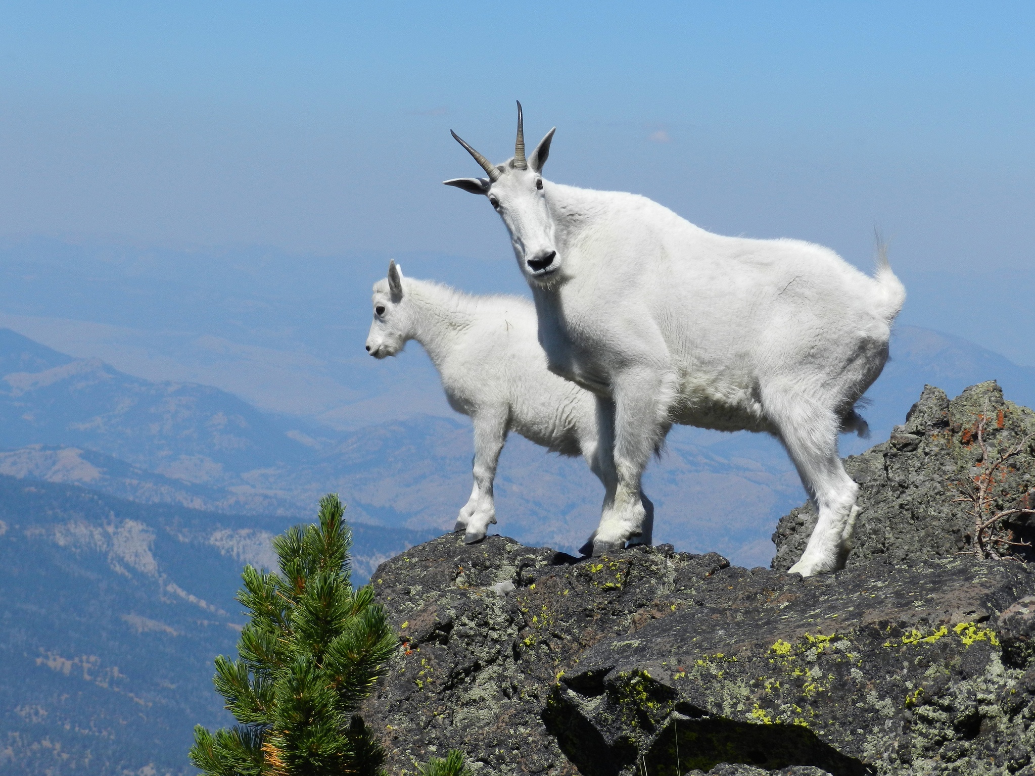 what-do-mountain-goats-eat-their-diet-explained-imp-world