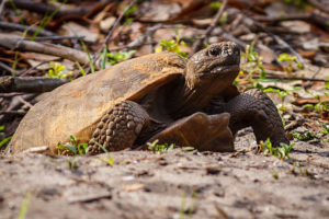 A gopher tortoise emerges from its burrow; turtles survive fires by burrowing underground or using their shells as protection.