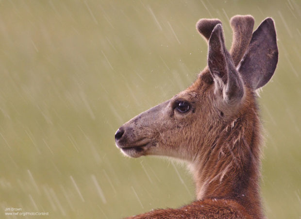 Mule Deer in the Rain